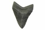 Fossil Megalodon Tooth - South Carolina #341399-1